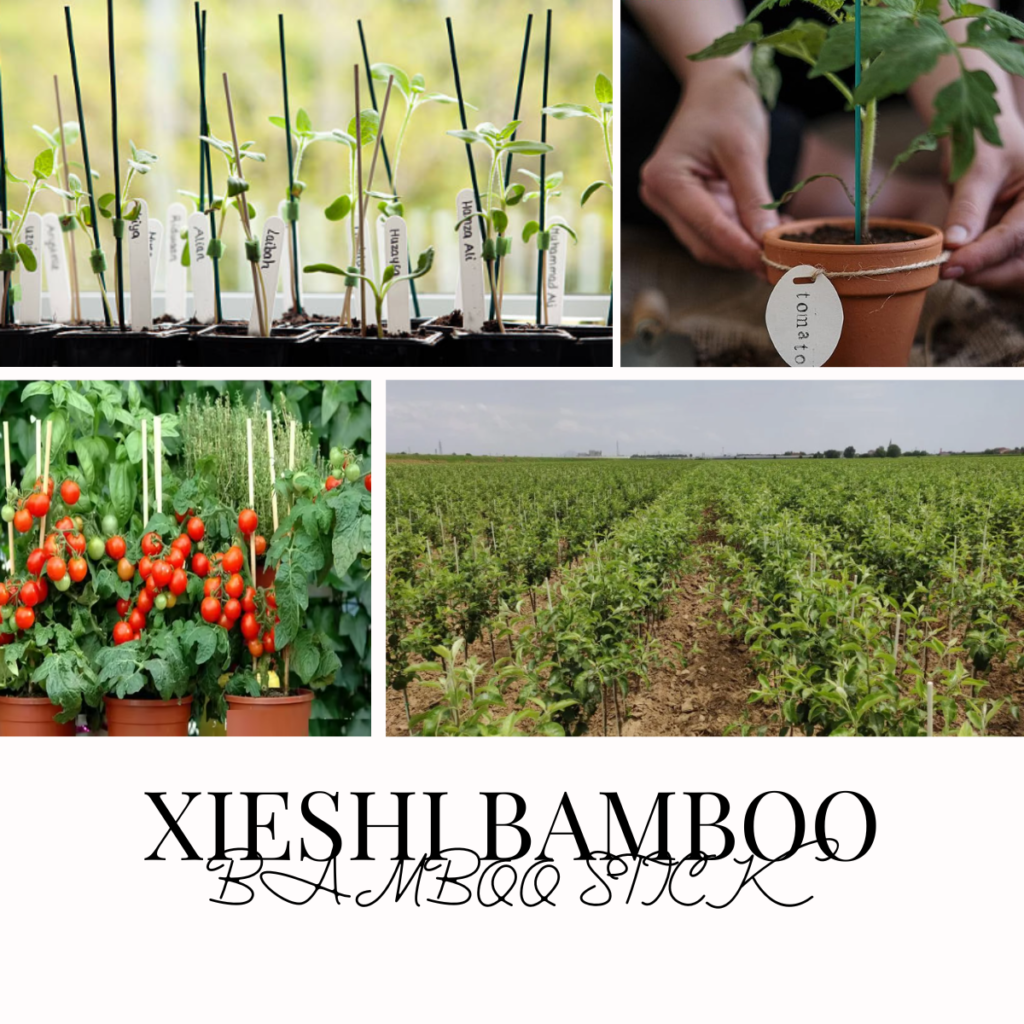 xieshi bamboo stick garden and farm plants nursery