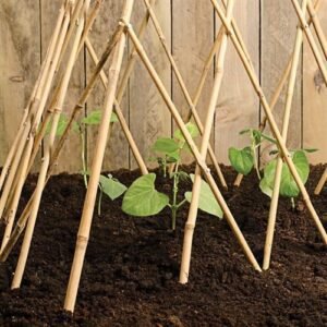 bamboo cane for climing plants