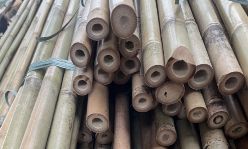 bambo cane in china huaiji