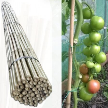 bamboo cane supporting tomato