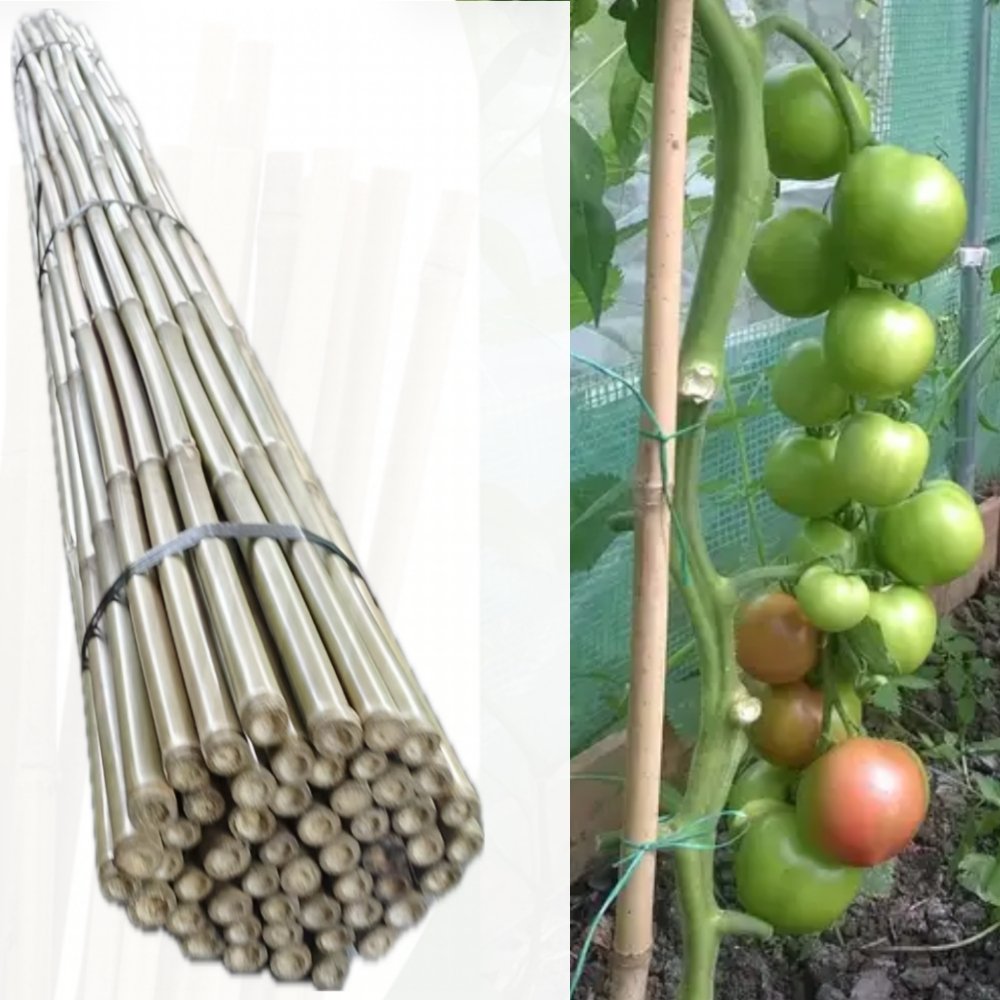 bamboo cane supporting tomato