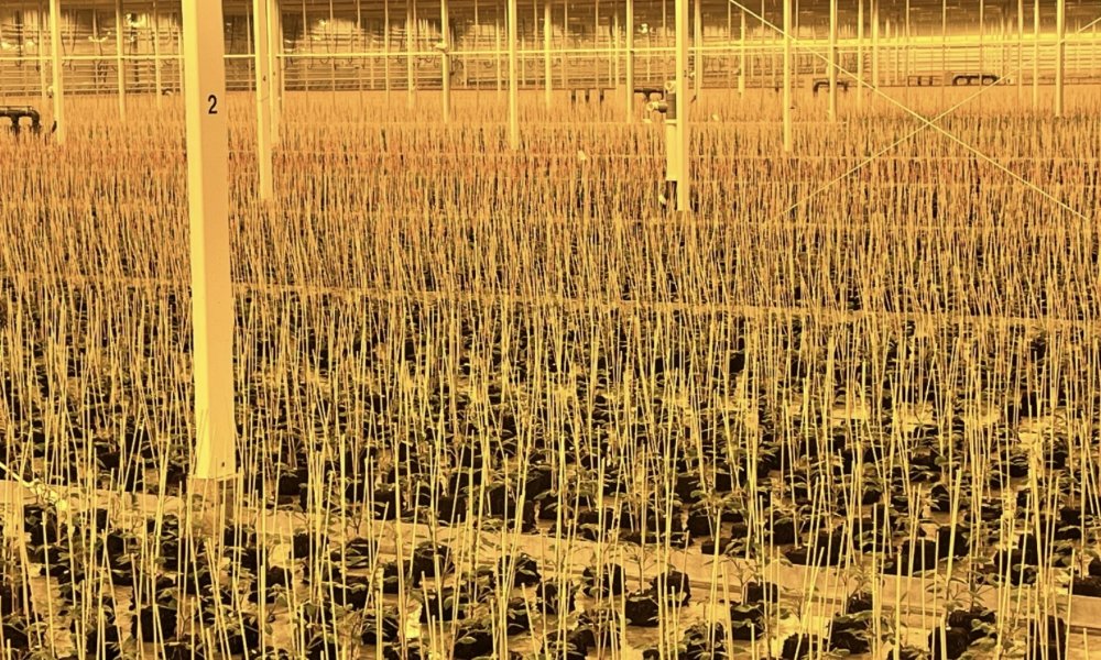 bamboo stake for plants