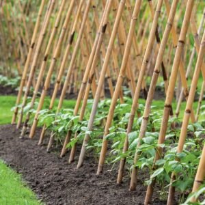 bamboo cane
